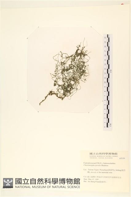 線形硬毛藻, 卷絲綠苔藏品圖，第1張
