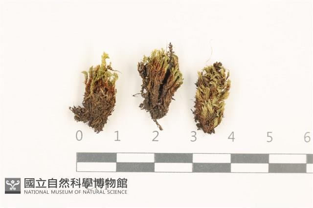 叢生真蘚藏品圖，第1張