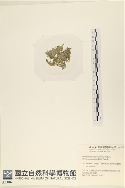 法囊藻藏品圖，第3張