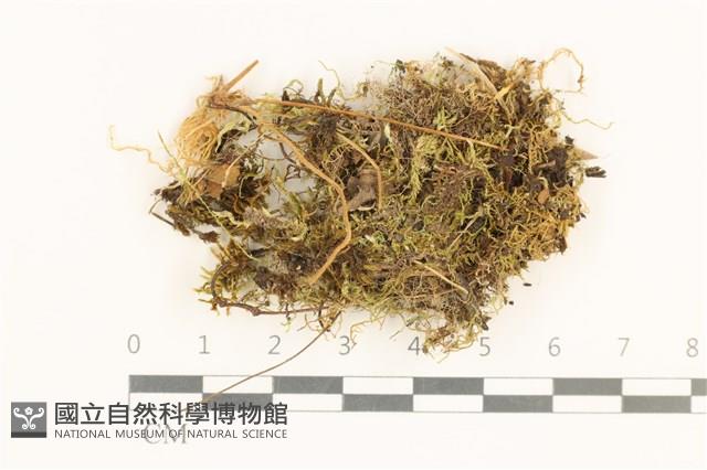 登錄號:B00017506藏品圖，第1張