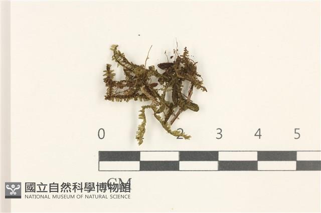 鞭苔藏品圖，第1張