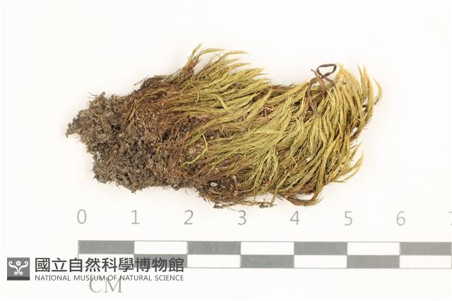 貴州曲柄蘚藏品圖，第1張