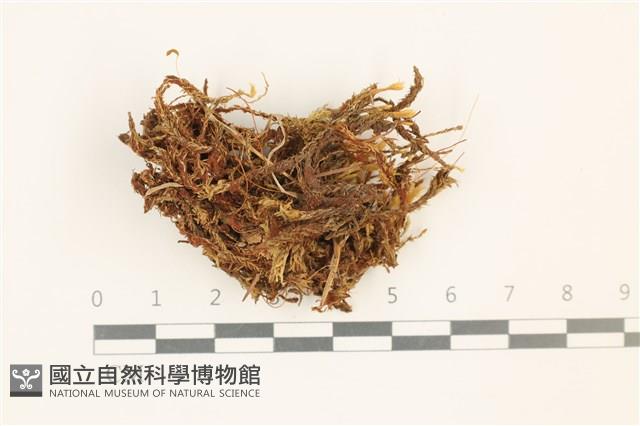 沼澤皺蒴蘚藏品圖，第1張