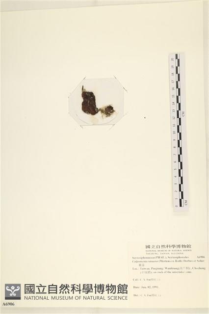 袋苔, 囊藻藏品圖，第3張