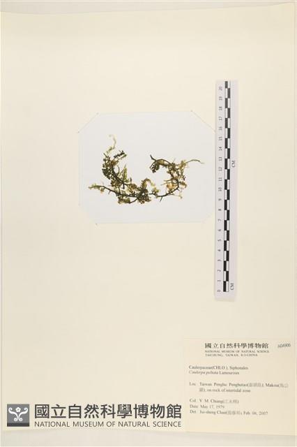 盾葉蕨藻藏品圖，第3張
