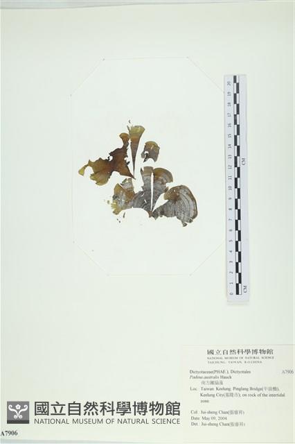 南方團扇藻藏品圖，第1張