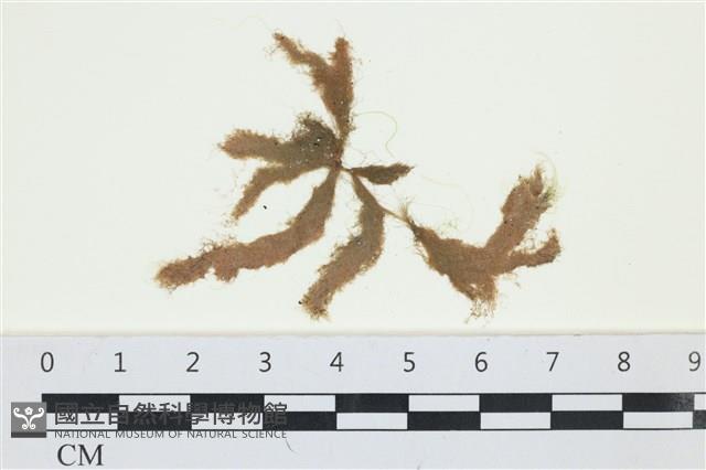 絲狀外子藻, 水雲藏品圖，第1張