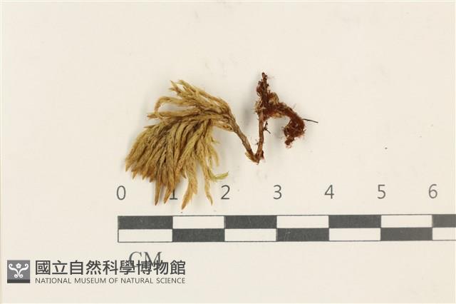 登錄號:B00017306藏品圖，第1張