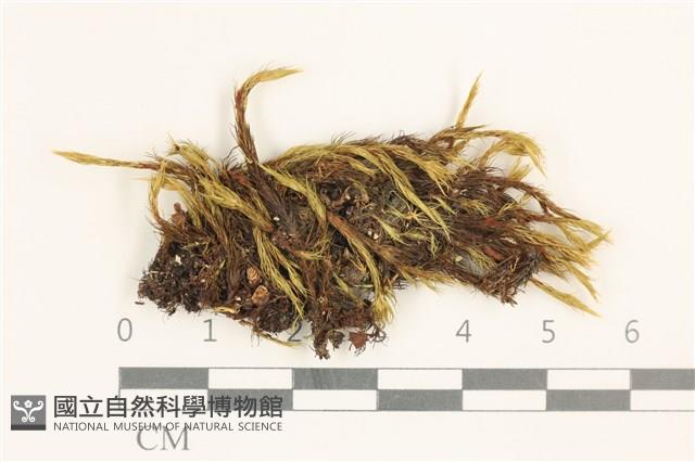 節莖曲柄蘚藏品圖，第1張