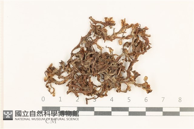 小蛇苔藏品圖，第1張