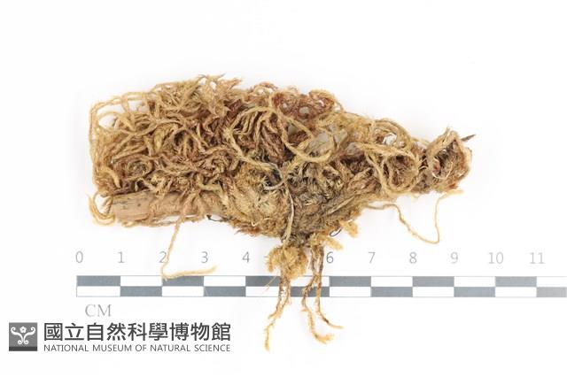 毛扭蘚藏品圖，第1張