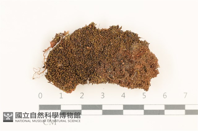 登錄號:B00012686藏品圖，第1張