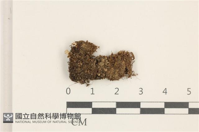 東亞昂氏蘚,東方昂氏蘚藏品圖，第1張