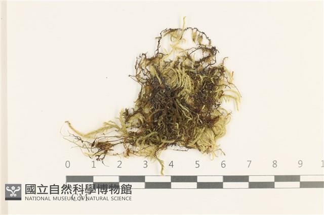 褶葉青蘚藏品圖，第1張