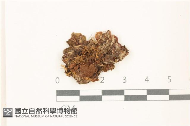 蛇苔藏品圖，第1張
