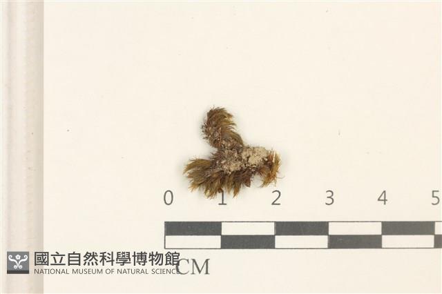 登錄號:B00009286藏品圖，第1張