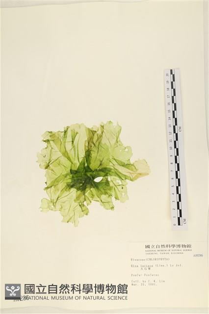 大石蓴, 石蓴藏品圖，第1張