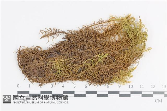 登錄號:B00007086藏品圖，第1張