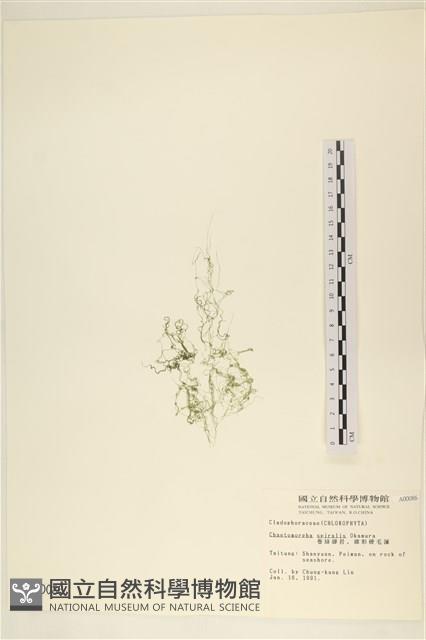 線形硬毛藻, 卷絲綠苔藏品圖，第3張