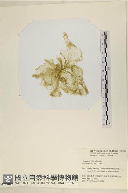 大石蓴, 石蓴藏品圖，第1張