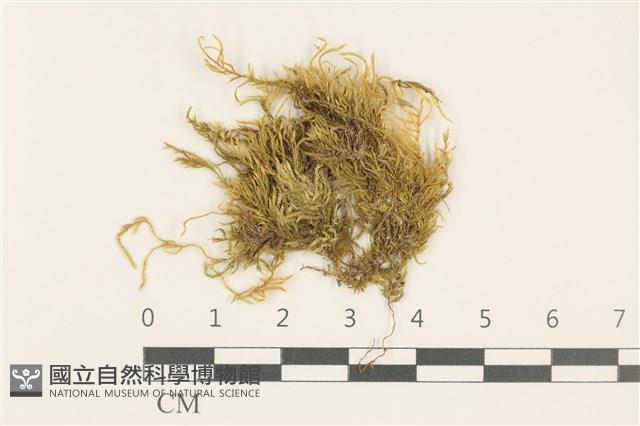 白青蘚藏品圖，第1張