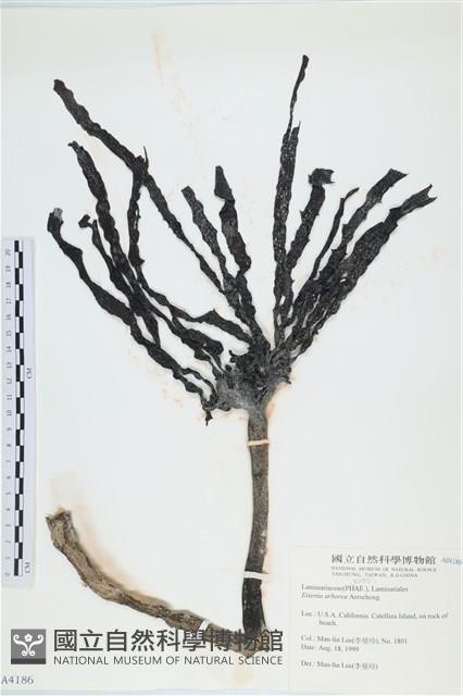 登錄號:A00004186藏品圖，第1張