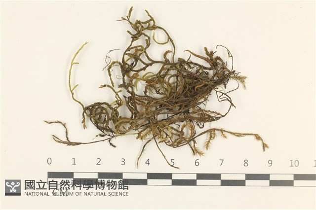 登錄號:B00007186藏品圖，第1張