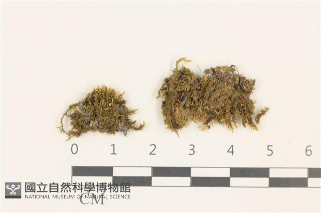 登錄號:B00009586藏品圖，第1張