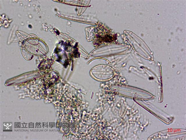 登錄號:A00004586藏品圖，第4張