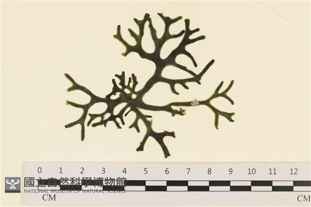 登錄號:A00005586藏品圖，第1張