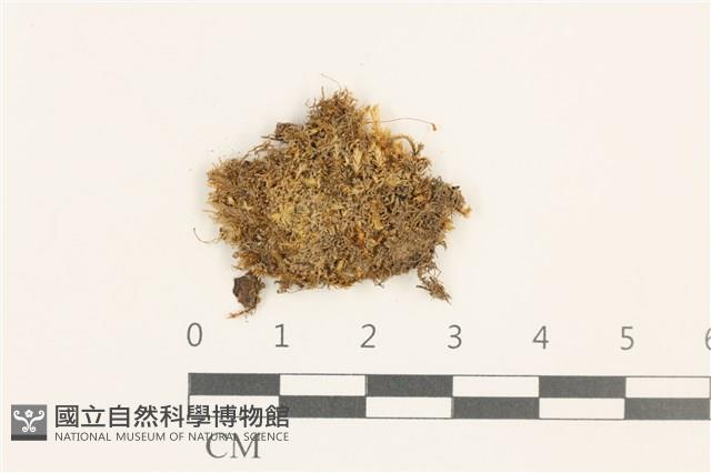 睫毛苔藏品圖，第1張