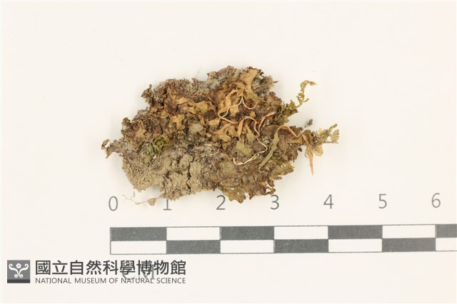 日本蛇苔藏品圖，第1張
