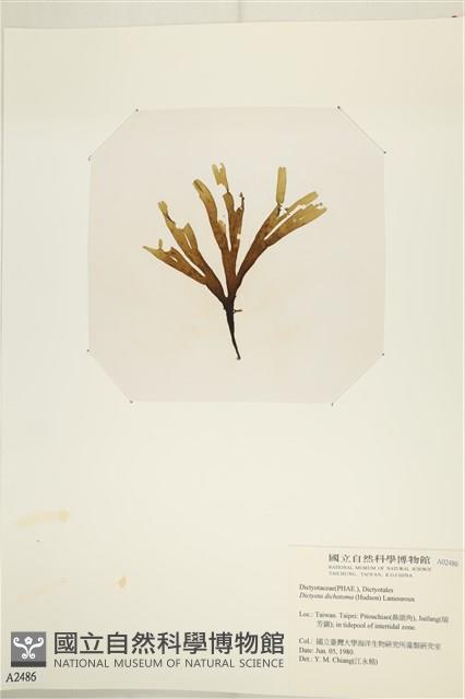 網目藻藏品圖，第3張