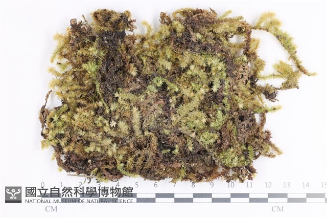 大灰氣蘚藏品圖，第1張