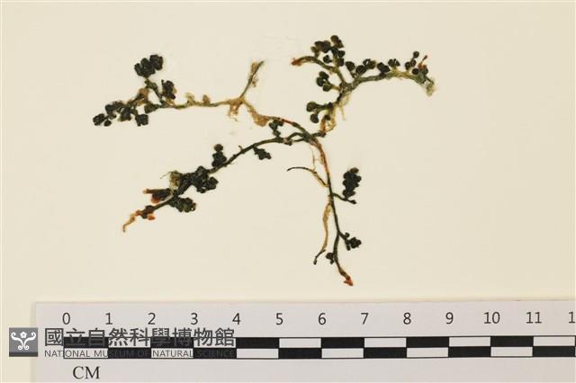 登錄號:A00006486藏品圖，第1張
