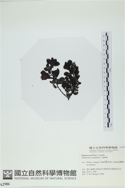 厚葉馬尾藻藏品圖，第3張