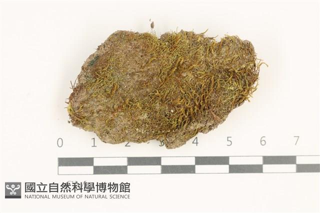 東亞昂氏蘚,東方昂氏蘚藏品圖，第1張