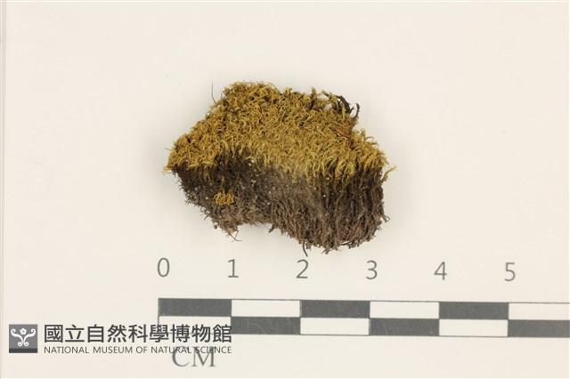 北方極地蘚藏品圖，第1張