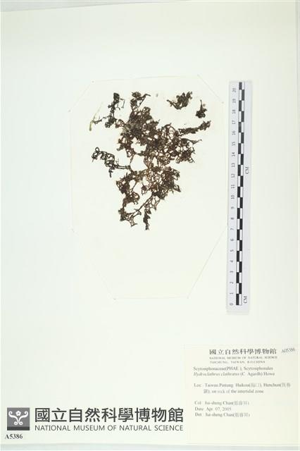 網胰藻藏品圖，第1張