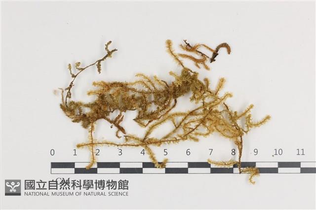 登錄號:B00011386藏品圖，第1張