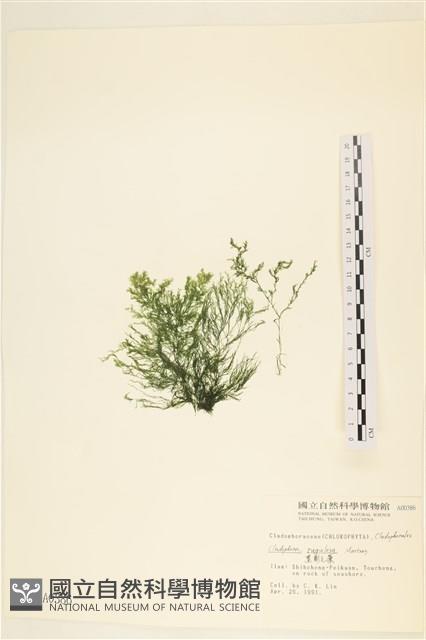黑剛毛藻藏品圖，第1張