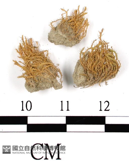 登錄號:B00009786藏品圖，第1張