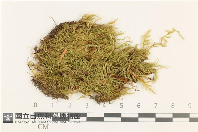 羽枝青蘚狹葉變種藏品圖，第1張