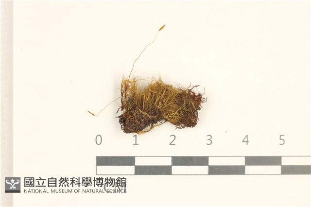 登錄號:B00004786藏品圖，第1張