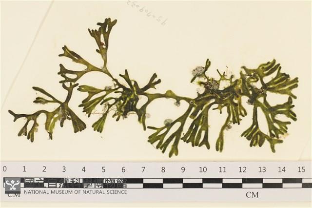 登錄號:A00005786藏品圖，第1張