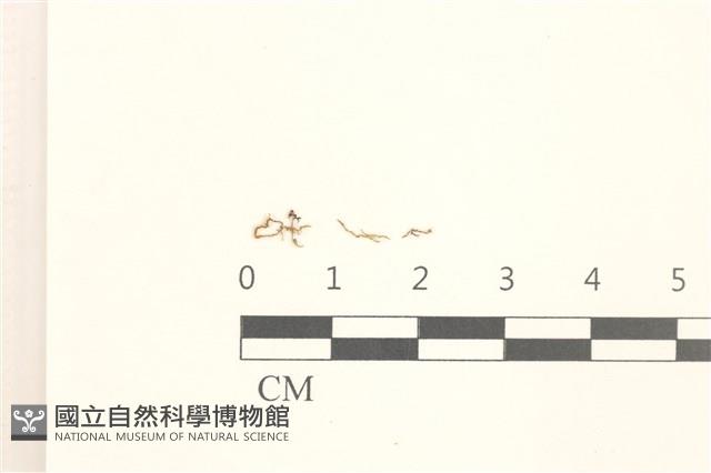 睫毛苔藏品圖，第1張