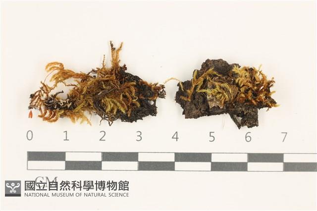 登錄號:B00020634藏品圖，第1張