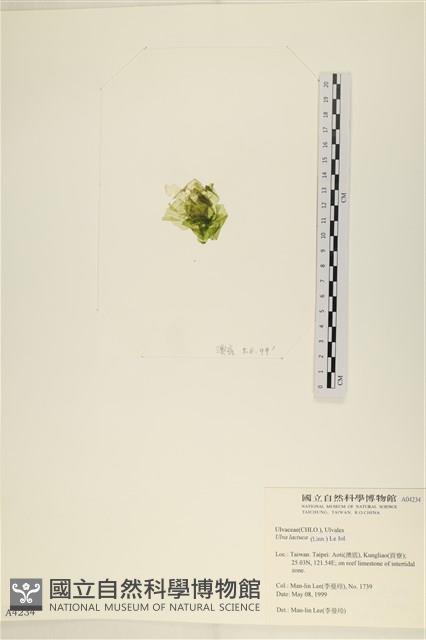 大石蓴, 石蓴藏品圖，第3張