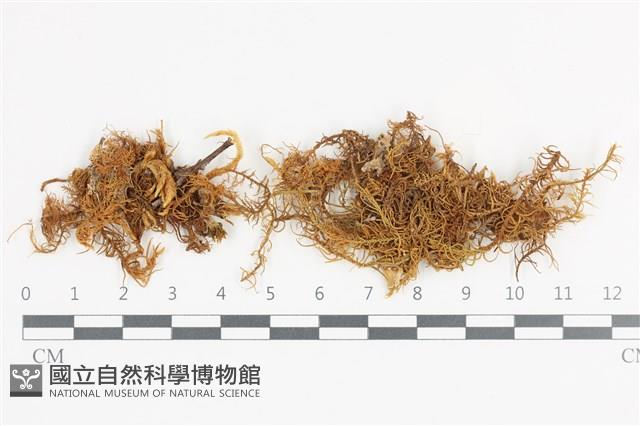 山羽蘚藏品圖，第1張