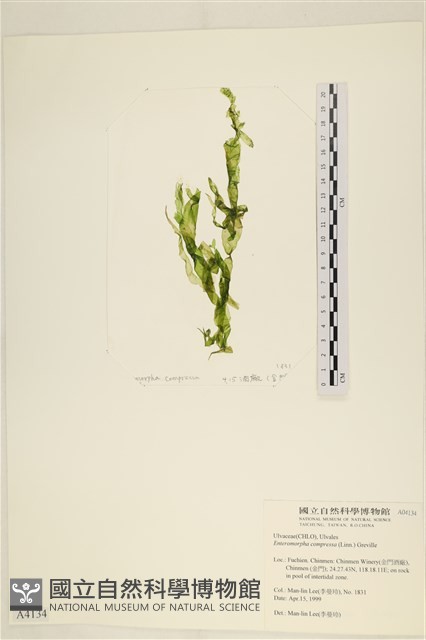 扁石髮藏品圖，第1張